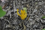 Clavulinopsis laeticolor image