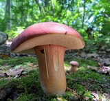 Xanthoconium purpureum image