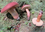 Xanthoconium purpureum image
