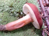 Xanthoconium purpureum image