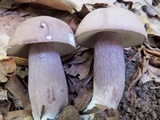 Tylopilus plumbeoviolaceus image