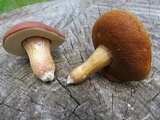 Xanthoconium purpureum image