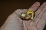 Baorangia bicolor image