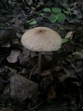 Xerula radicata image