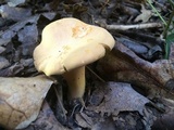 Cantharellus lateritius image