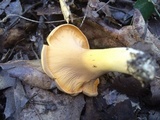 Cantharellus lateritius image