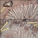 Haematomma sorediatum image