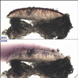 Haematomma sorediatum image