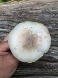 Agaricus californicus image