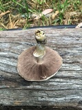 Agaricus californicus image