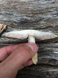 Agaricus californicus image