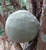 Penicillium digitatum image