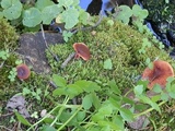 Lactarius riparius image