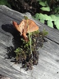 Lactarius riparius image