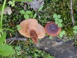 Lactarius riparius image