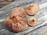 Lactarius riparius image
