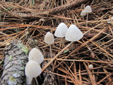 Mycena capillaripes image