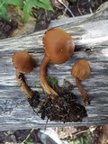 Cortinarius thiersii image