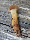 Cortinarius thiersii image