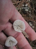 Mycena capillaripes image