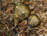 Lycoperdon umbrinum image