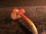 Hygrocybe acutoconica image