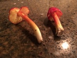 Hygrocybe acutoconica image