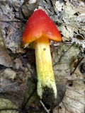 Hygrocybe acutoconica image
