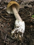 Amanita sect. Vaginatae image