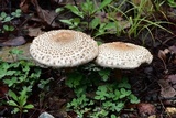 Macrolepiota colombiana image