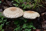 Macrolepiota colombiana image