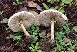 Macrolepiota colombiana image