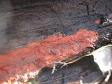 Phlebia coccineofulva image