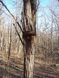Phellinus robiniae image