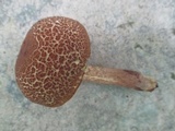 Boletellus chrysenteroides image