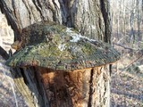 Phellinus robiniae image