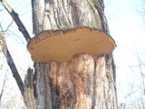 Phellinus robiniae image