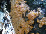 Phlebia radiata image