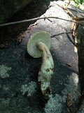 Tylopilus rubrobrunneus image