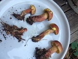 Baorangia bicolor image