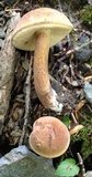 Imleria badia image