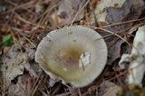 Amanita sect. Vaginatae image