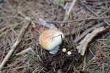 Russula compacta image