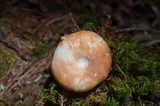 Russula compacta image