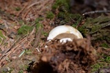 Russula compacta image