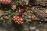 Metatrichia vesparium image