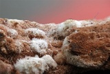 Mycogone rosea image