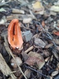 Pseudocolus fusiformis image