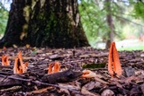 Pseudocolus fusiformis image