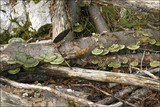 Trametes hirsuta image